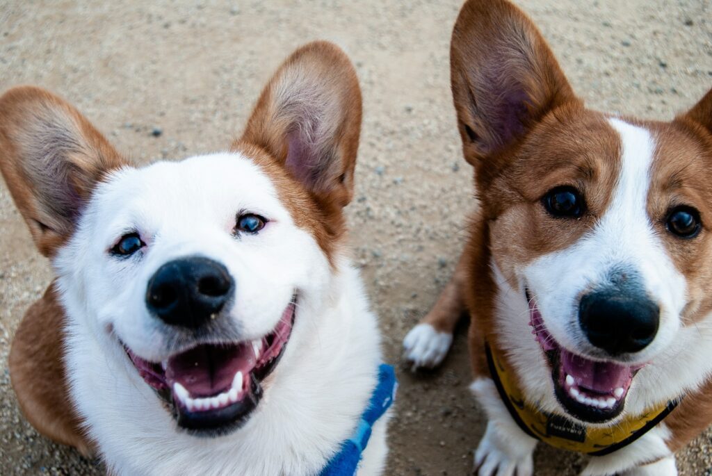 Smiling Corgi