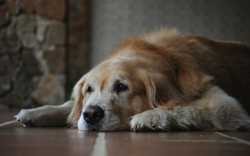 Older dog lying down on floor