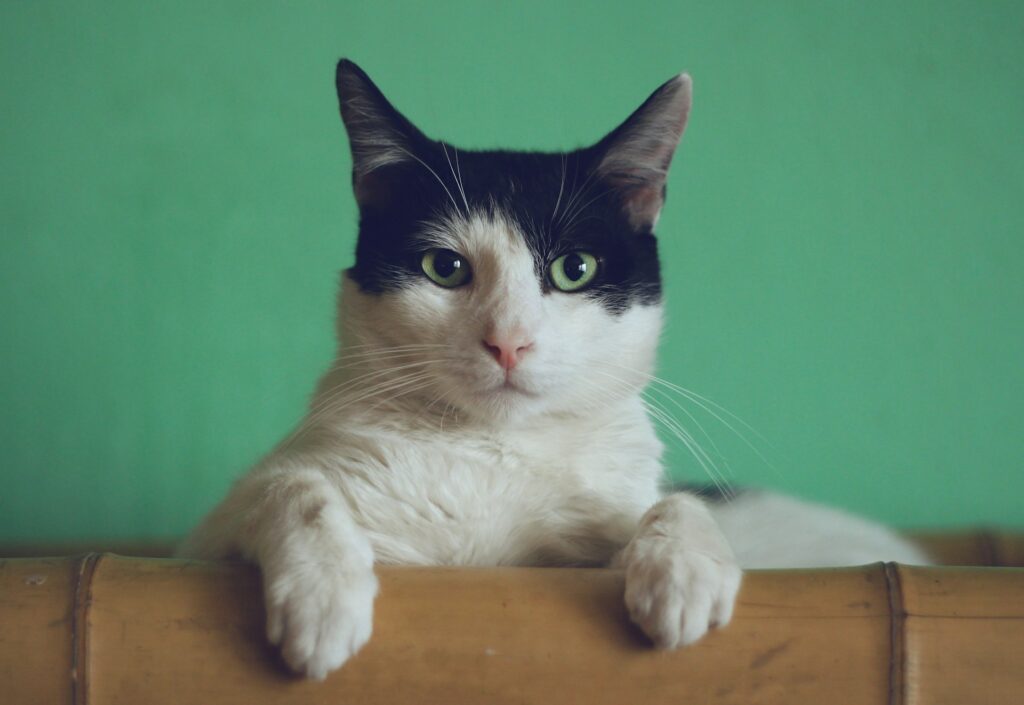 Black and white cat with paws draped over sofa