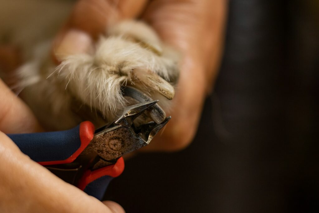 dog paw
