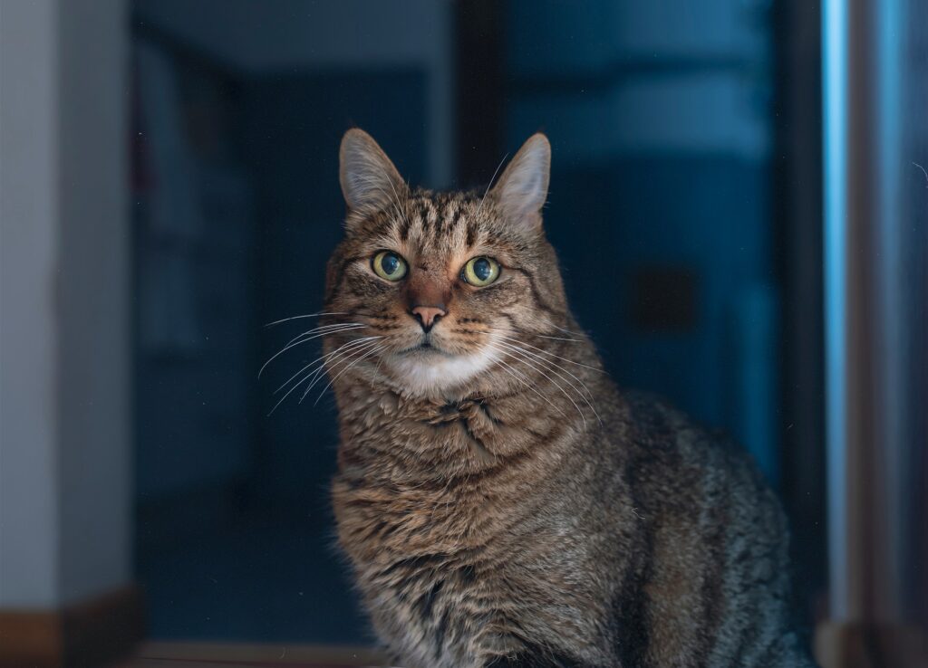 Older cat